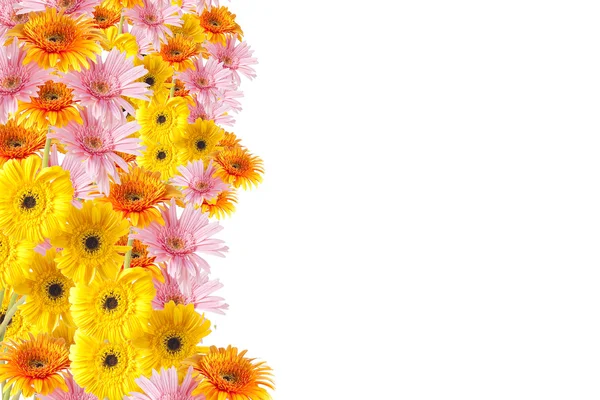 Герберы, цветы и естественный фон — стоковое фото