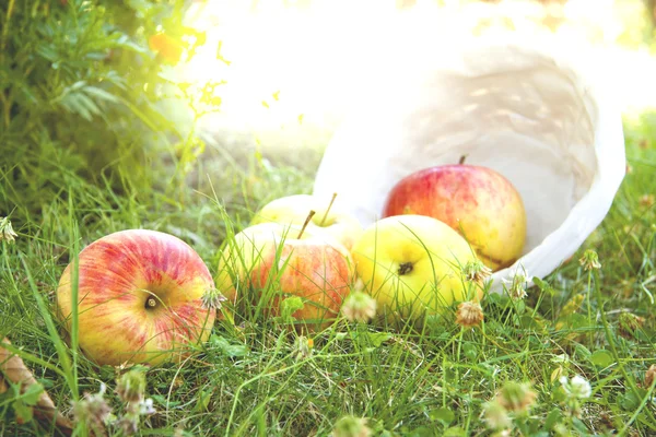 Korg med äpplen — Stockfoto
