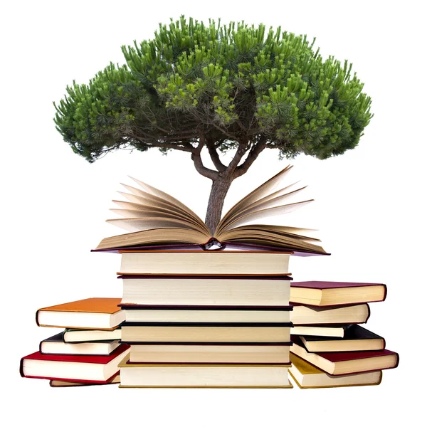 Boeken met boom — Stockfoto