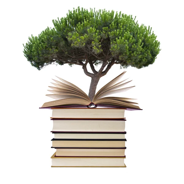 Kirjat puun kanssa — kuvapankkivalokuva