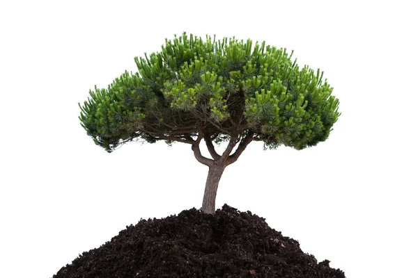 Tree with soil — Stock Photo, Image