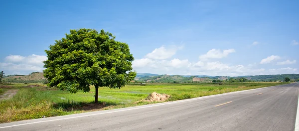 boş kırsal yol içinde ağaçlar