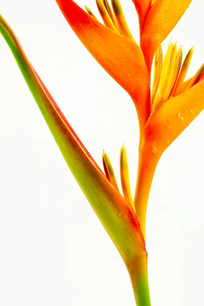 stock image Bird of Paradise flower