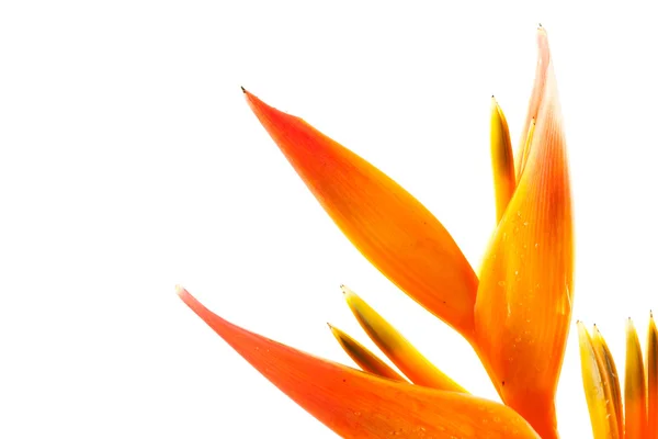 stock image Bird of Paradise flower