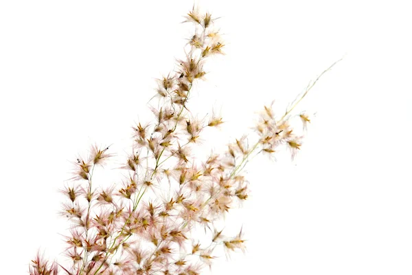 Květ tráva — Stock fotografie