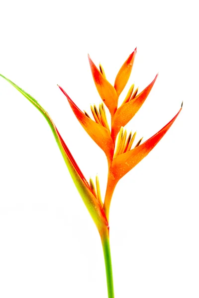 Paradiesvogel Blume Stockbild