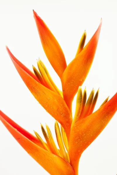 Птах райської квітки Стокове Фото