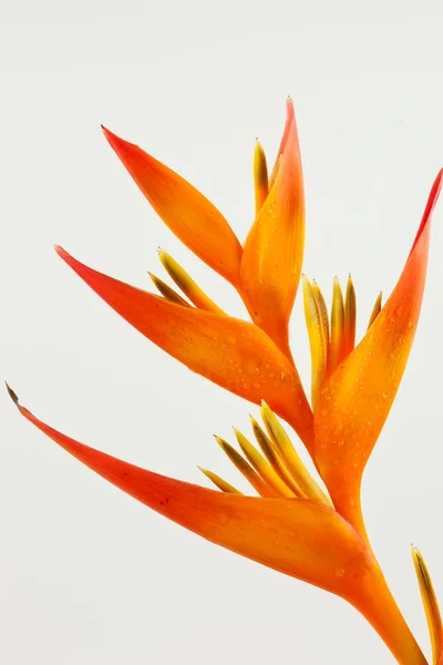 Paradiesvogel Blume Stockbild