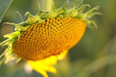 Ayçiçeği