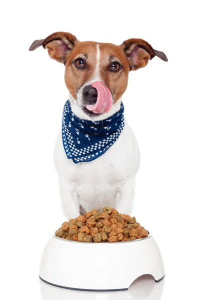 Perro con tazón — Foto de Stock