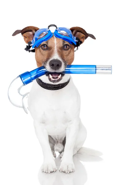 Hond met snorkel — Stockfoto