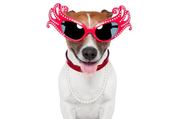 Hund som drag queen — Stockfoto