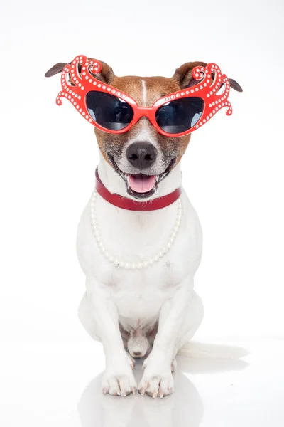 Hond als drag queen — Stockfoto