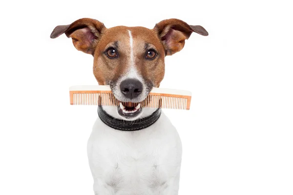 Собака с расчёской — стоковое фото