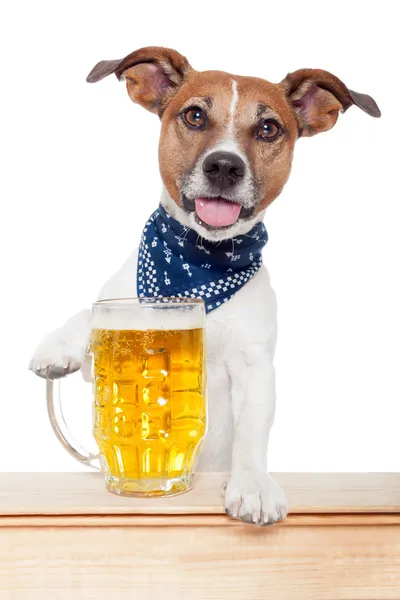 Cão bêbado com cerveja — Fotografia de Stock