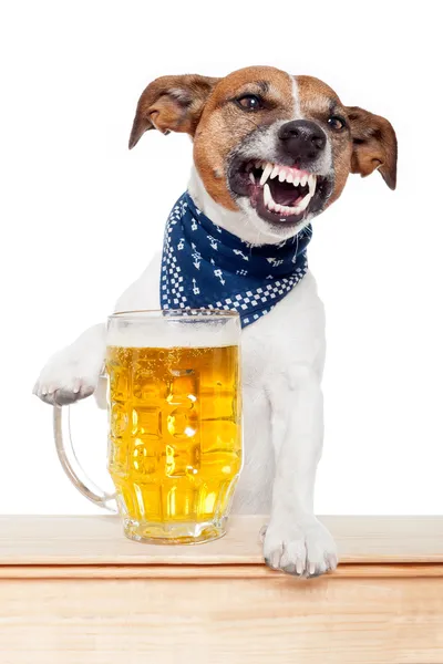 Cane ubriaco con birra — Foto Stock