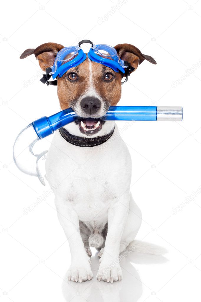 Dog with snorkel
