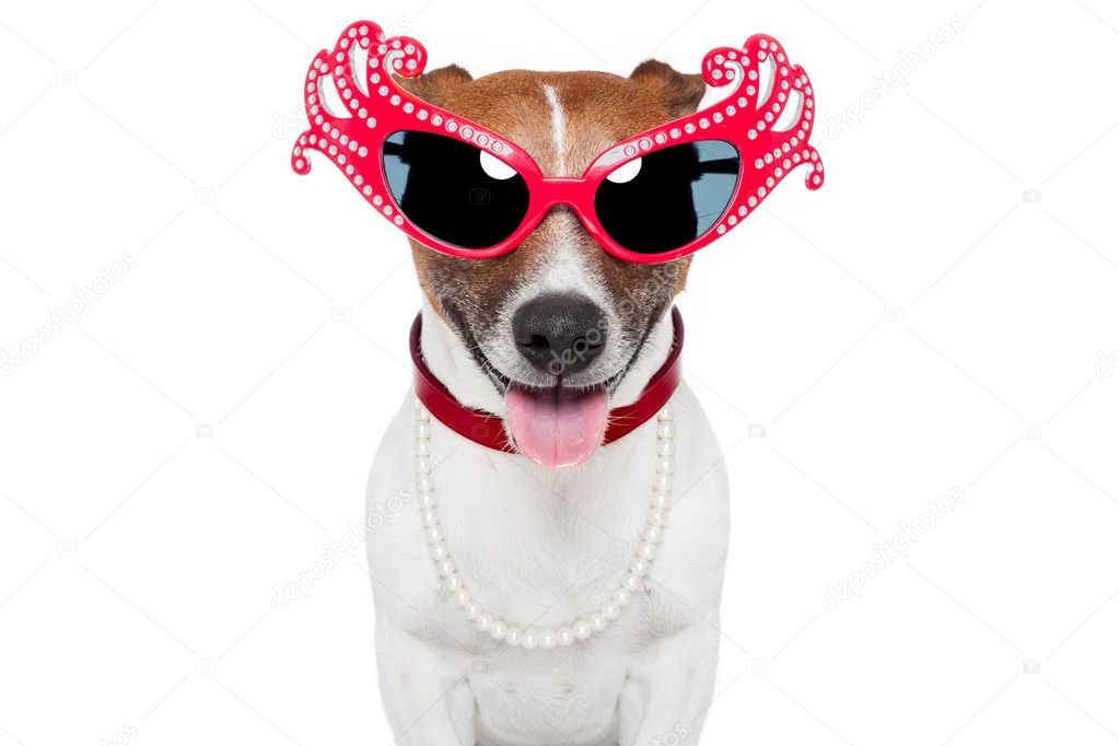 Dog as drag queen