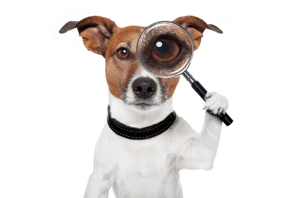 Searching dog with magnifying glass — Stock Photo, Image