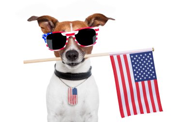 American dog clipart