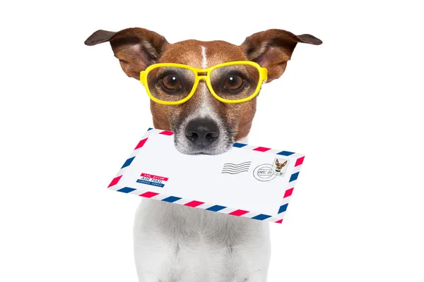 Mail dog — Stock Photo, Image