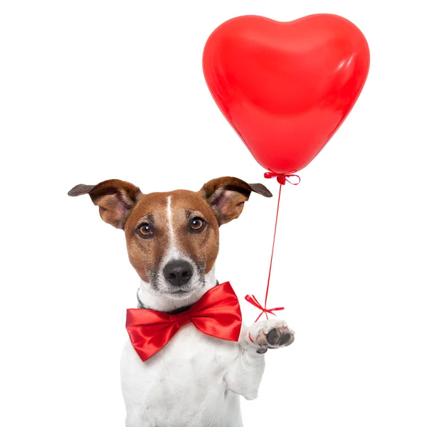 Kutya a szerelem — Stock Fotó