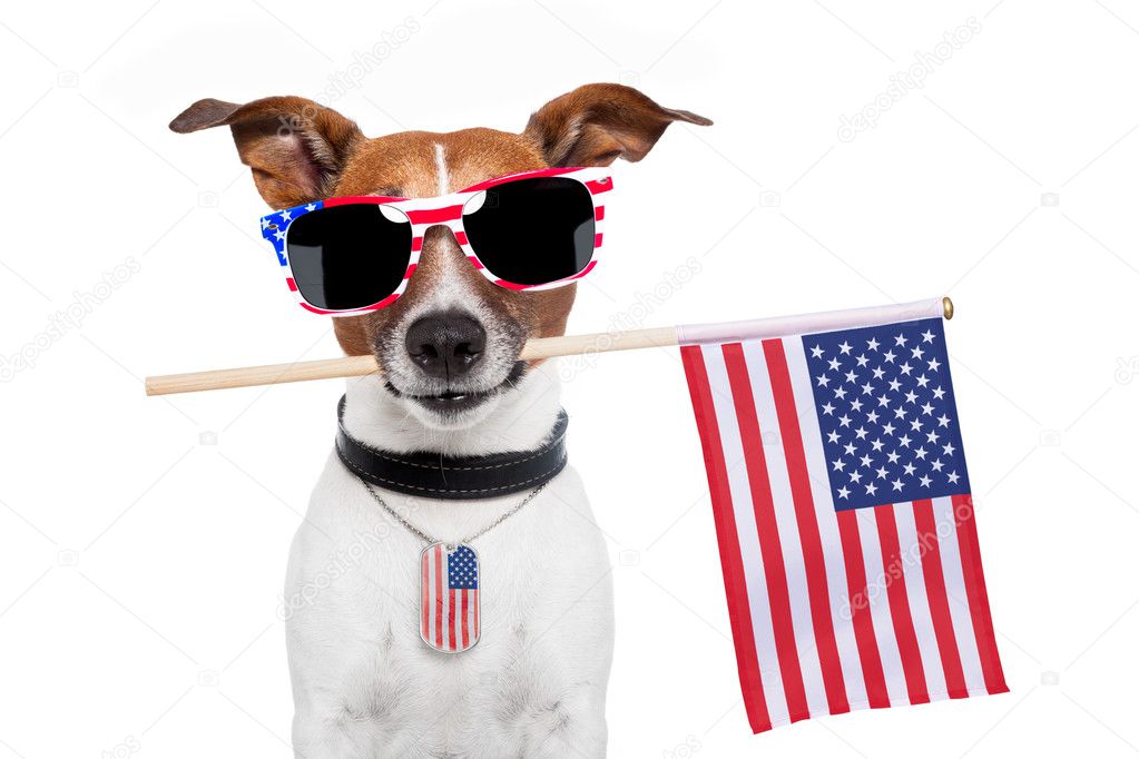 American dog