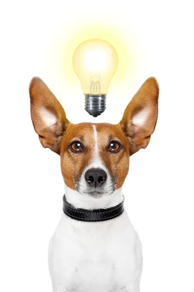 Hond idee — Stockfoto