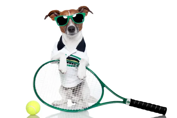Tenis köpek — Stok fotoğraf