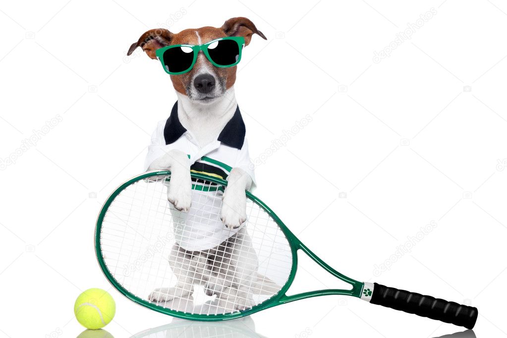 Tennis dog