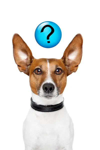 Pergunte ao cão — Fotografia de Stock