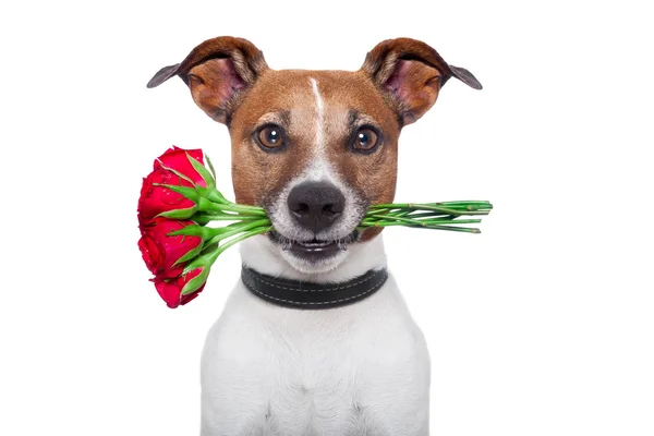 Rosa de perro —  Fotos de Stock