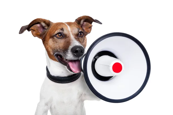 Dog megaphone — Stock Photo, Image