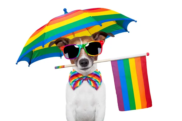 Gay pes — Stock fotografie