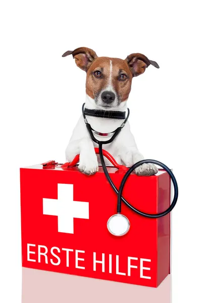 Erste-Hilfe-Hund — Stockfoto