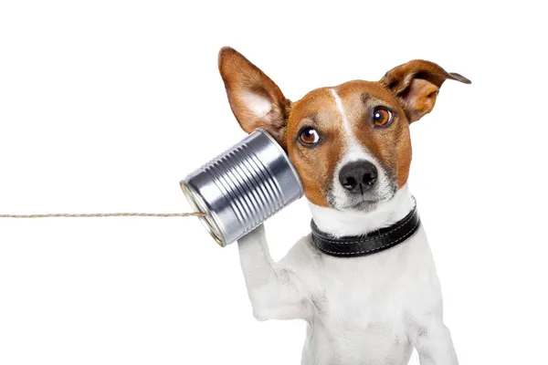 Собака по телефону — стокове фото