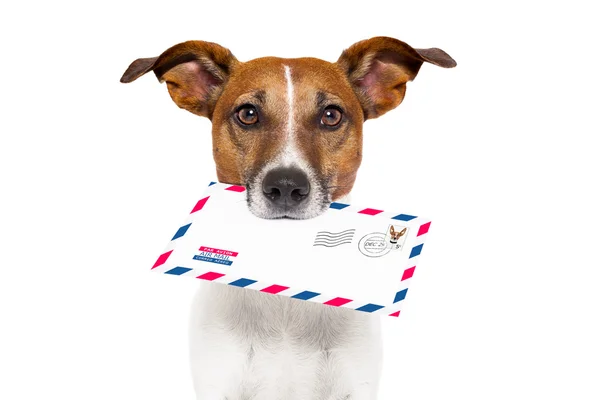 Mail dog — Stock Photo, Image