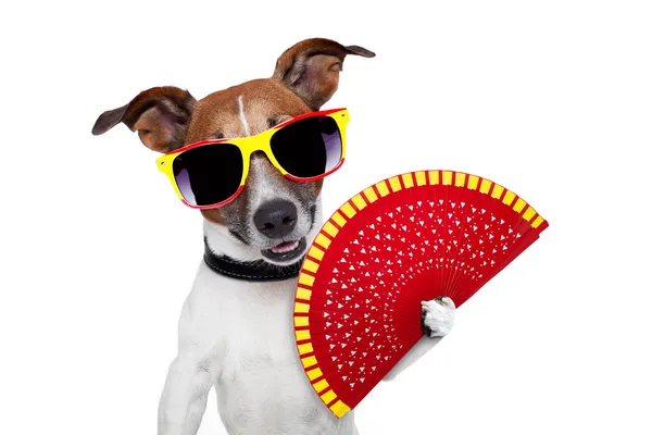 İspanyol köpeği — Stok fotoğraf