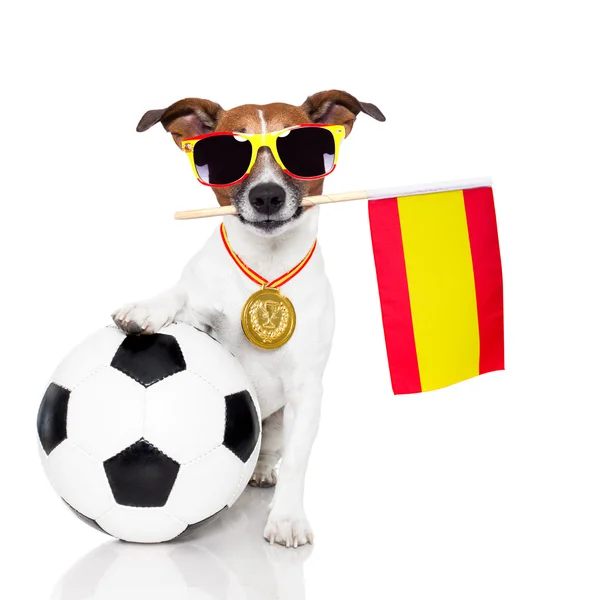 Hund als Fußball mit spanischer Fahne — Stockfoto
