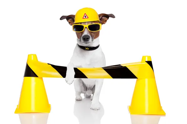 Pies w budowie — Zdjęcie stockowe
