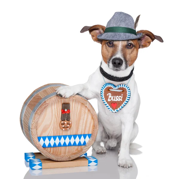 Oktoberfest-Hund — Stockfoto