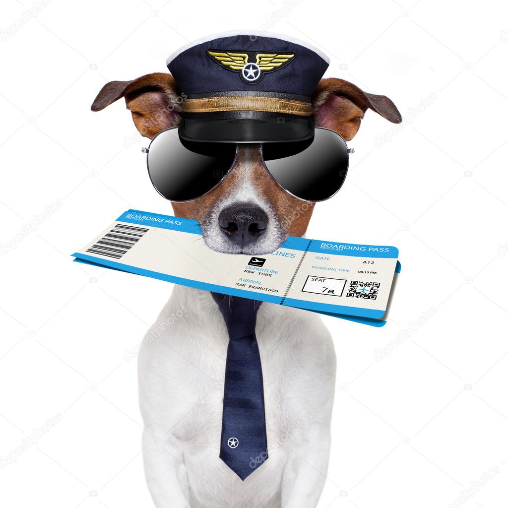 Boarding pass dog
