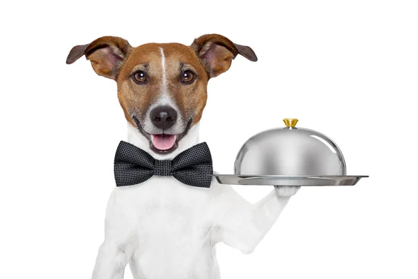 Dog service tray — Stock Photo, Image