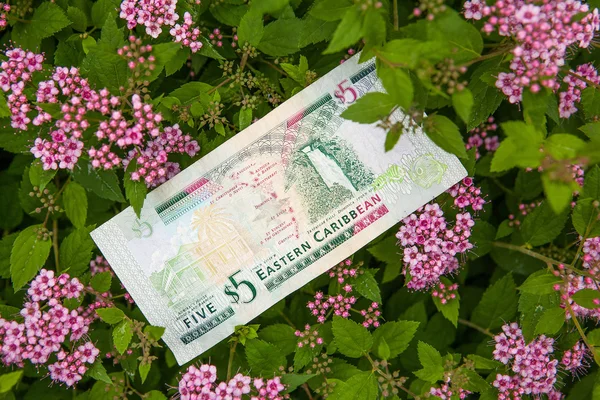 The banknote — Stock Photo, Image
