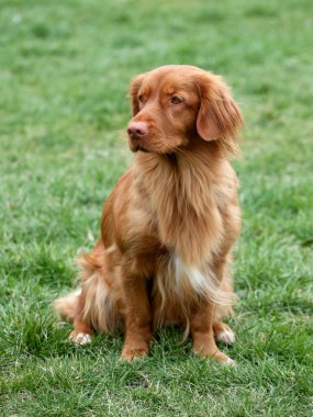 Nova Scotia Duck Tolling Retriever