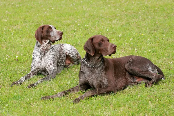 Two hunting setters — Stock Photo, Image