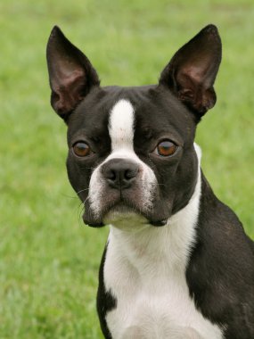 Boston Terrier clipart