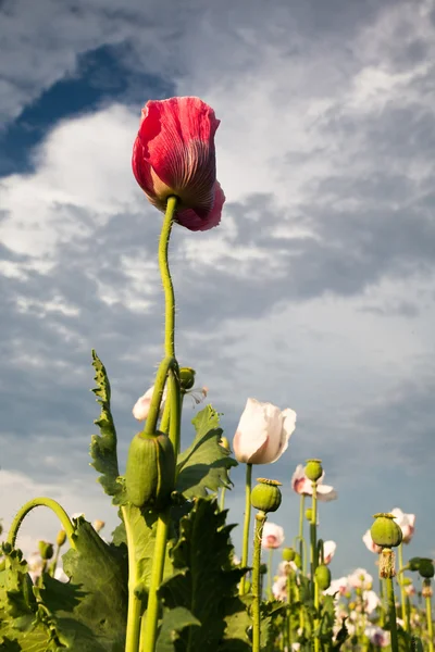 Flores de amapola —  Fotos de Stock