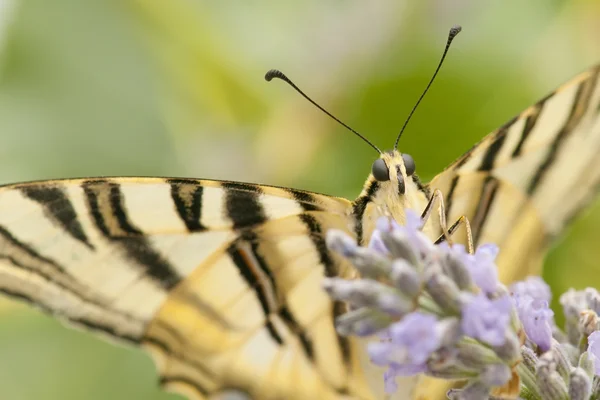 Butterfly in the field — Stock Photo, Image