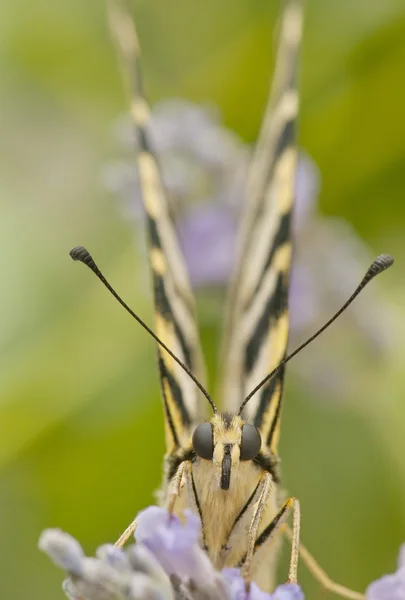 stock image Butterfly in the field